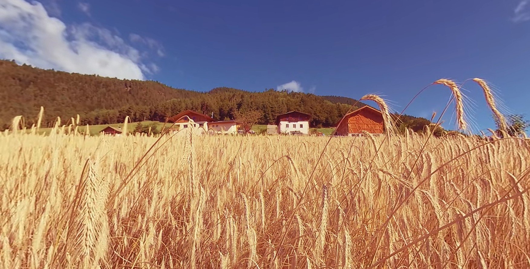 Bioland Südtirol – Getreide / Brot