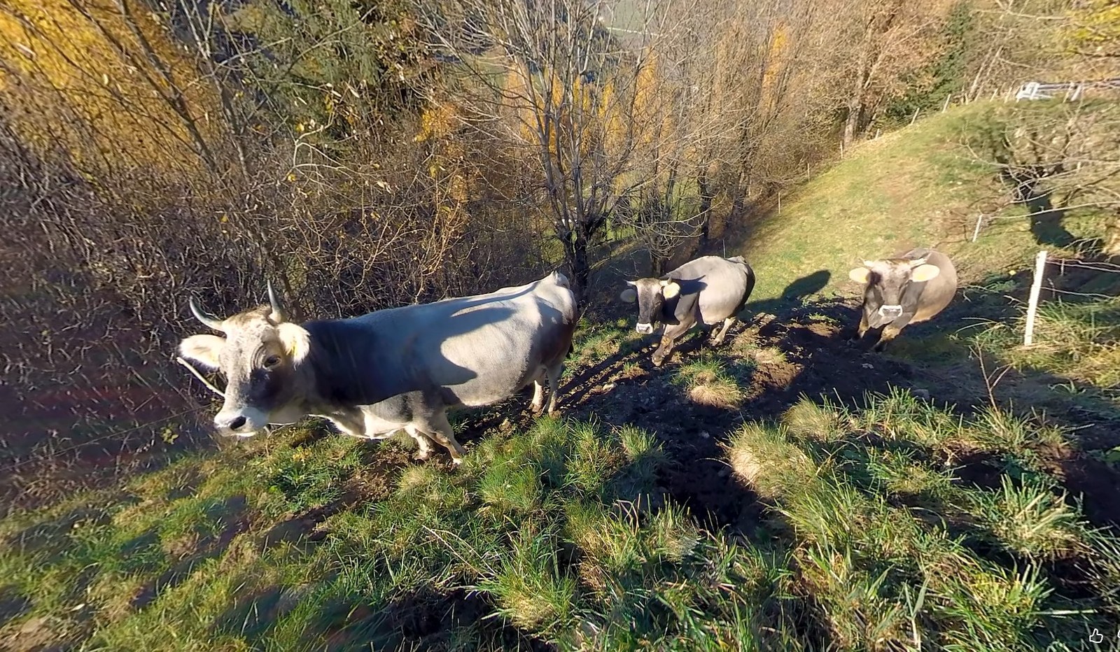 Bioland Südtirol – Milch